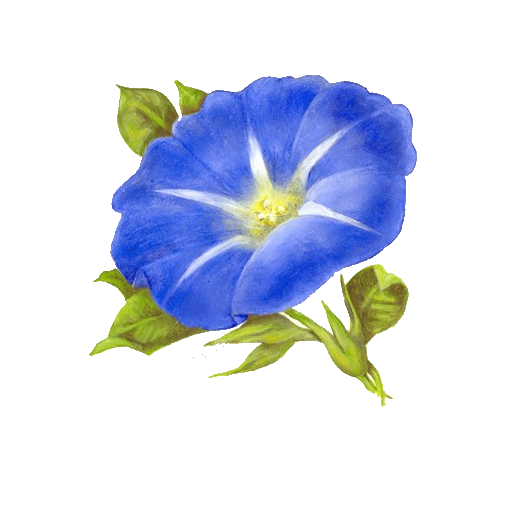 Angela Silver Linings Morning Glory Flower