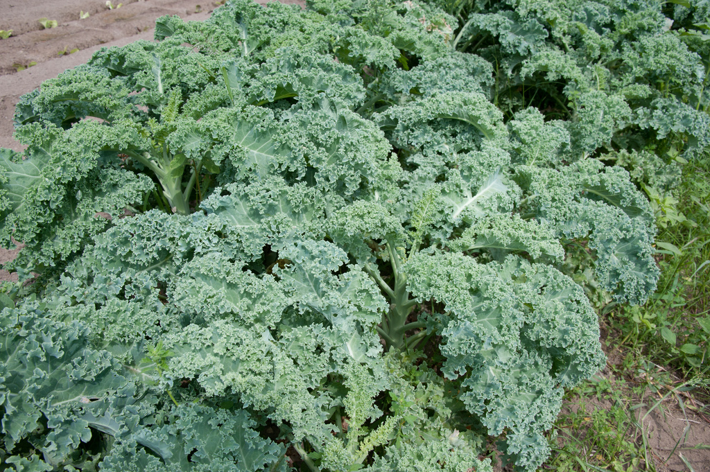 Curly Kale